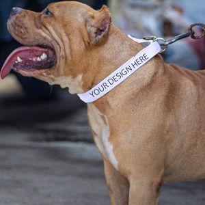 Your Design Here Pet Belt