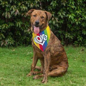 Dog Bandana