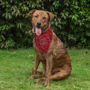 Dog Bandana