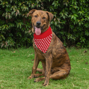 Dog Bandana