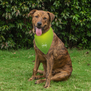 Dog Bandana