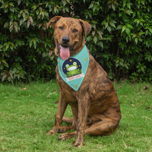 Dog Bandana