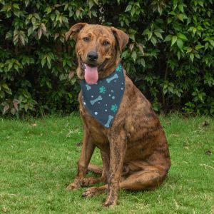 Dog Bandana