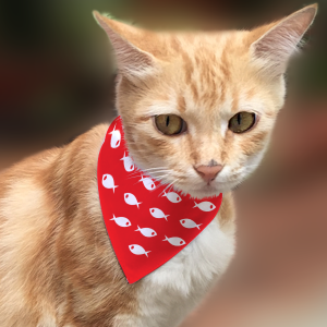 Cat Bandana