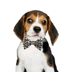 Pet Bow 