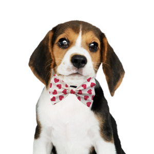Pet Bow 