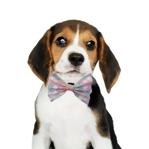 Pet Bow 