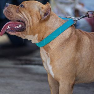 Greenish Blue Pet Belt Real Image