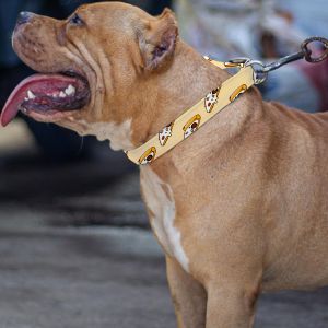 Yellow Pet Belt Real Image