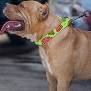 Watermelon Design Pet Belt real image