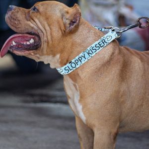 Sloppy Kisser Pet Belt