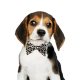 Pet Bow 